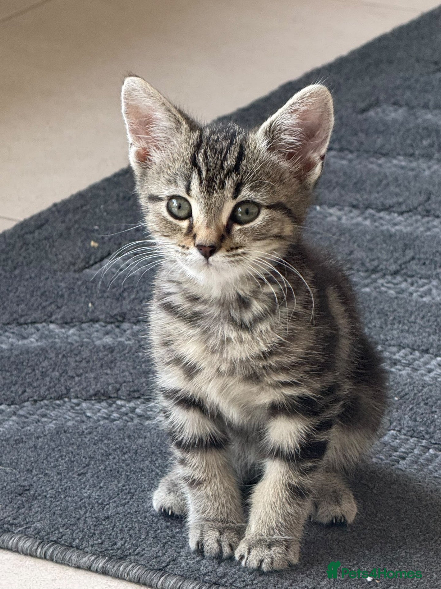 Domestic Shorthair cats 5 beautiful kittens  - Advert 19