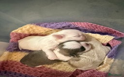 Shih Tzu dogs for sale: Beautiful litter of Imperial shih tzu’s  - Image 2