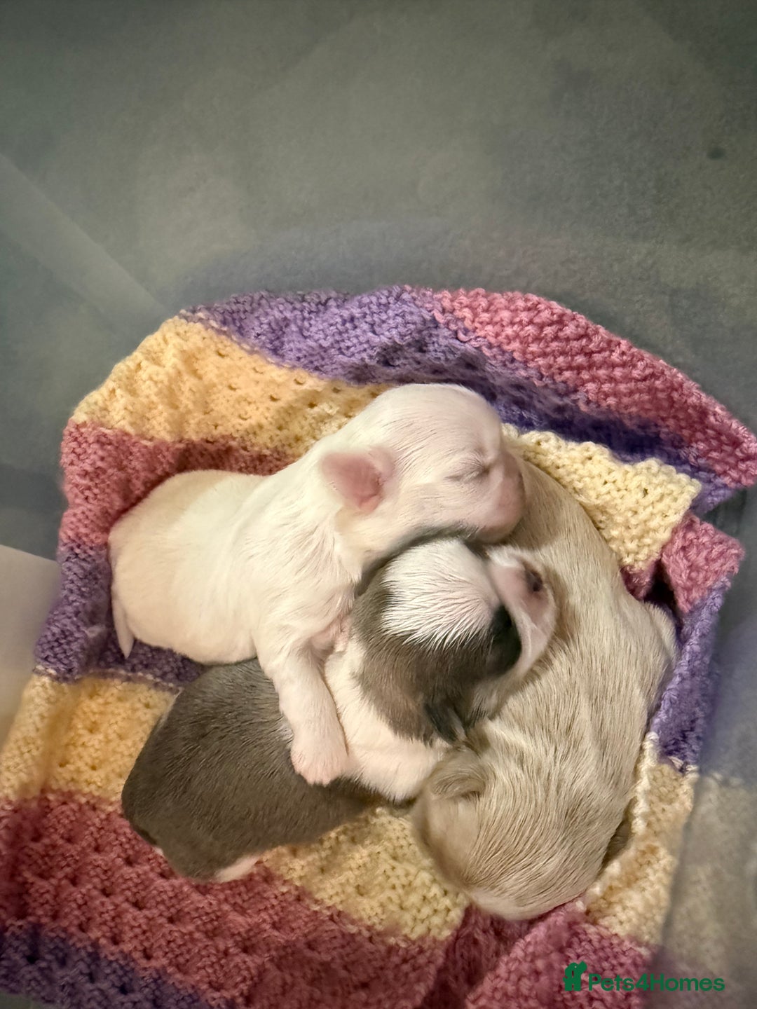 Shih Tzu dogs for sale: Beautiful litter of Imperial shih tzu’s  - Image 2