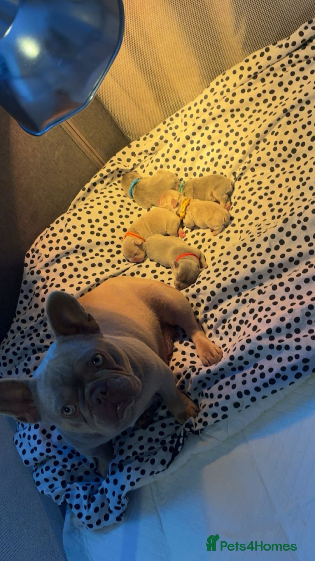 French Bulldog dogs for sale: French bulldog puppies  - Image 7