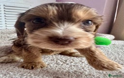 Cockapoo dogs for sale: Stunning show type cockapoo puppies  - Image 19