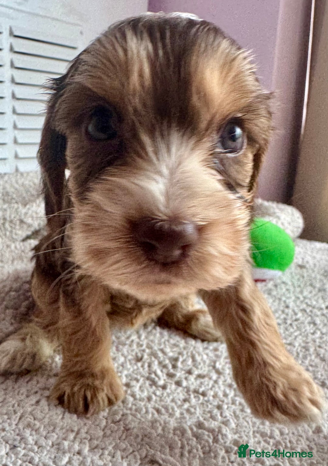 Cockapoo dogs for sale: Stunning show type cockapoo puppies  - Image 19