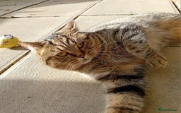 Persian cats for sale: Beautiful mum and daughter  - Image 6