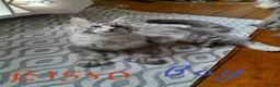 Maine Coon cats for sale: Polydactyl Black Silver girl/boy mainecoon TICA  - Advert 3