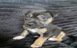 Mixed Breed dogs for sale: Husky x staffy - Image 2