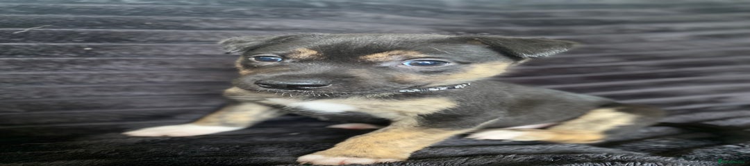 Mixed Breed Puppy 2
