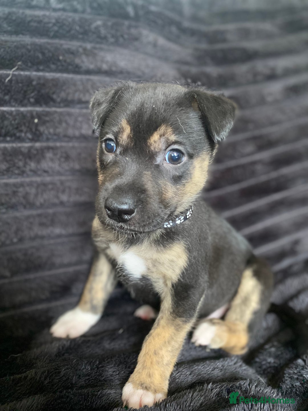 Mixed Breed dogs for sale: Husky x staffy - Image 2
