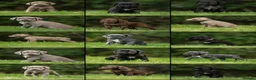 Cane Corso dogs for sale: 5 Towns Italian Cane Corso 2nd Spring litter  - Advert 3