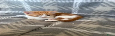 Domestic Shorthair 3