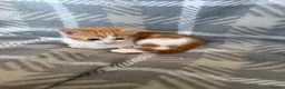 Domestic Shorthair cats for sale: Kittens for sale - Advert 3