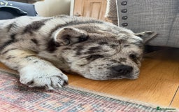 Chow Chow dogs for stud: Rare Smooth Coat Blue Merle for Stud - Advert 5