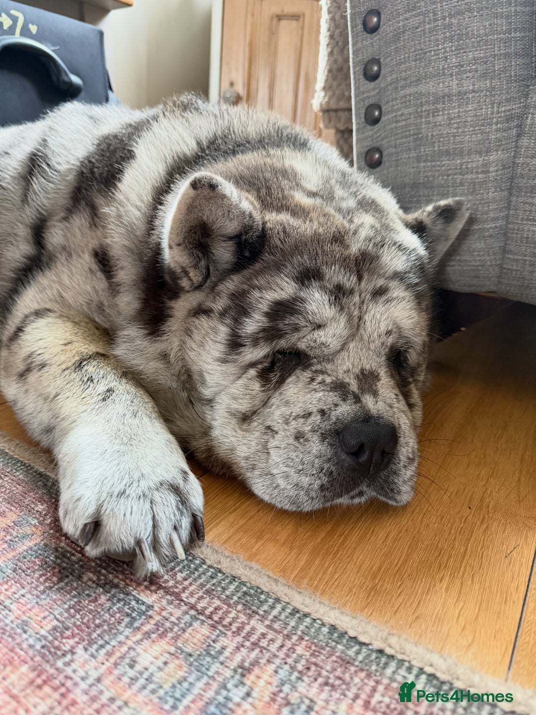 Chow Chow dogs for stud: Rare Smooth Coat Blue Merle for Stud - Advert 5