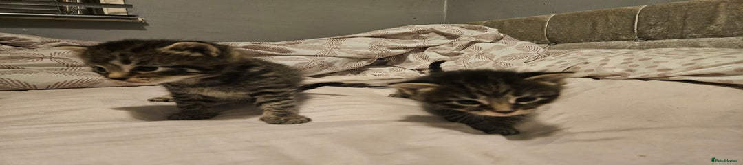 Bengal Kitten 4