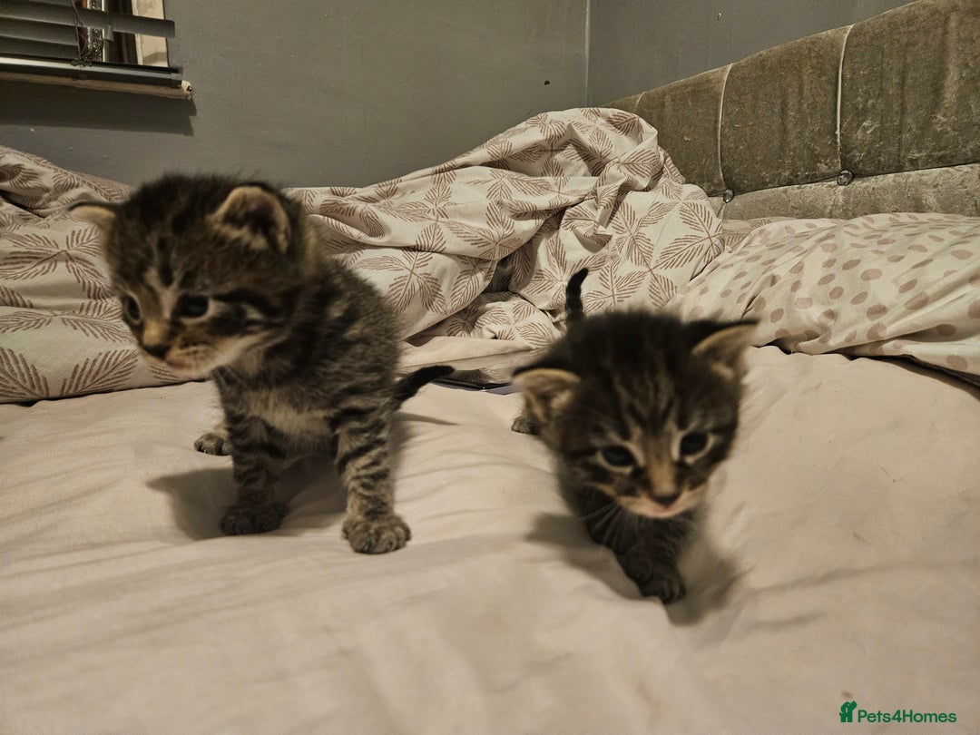 Bengal cats for sale: Kitten - Image 3
