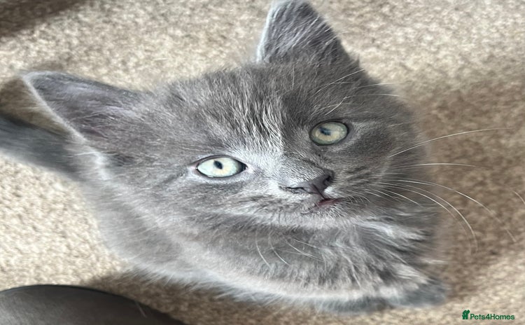Mixed Breed cats - Advert 3