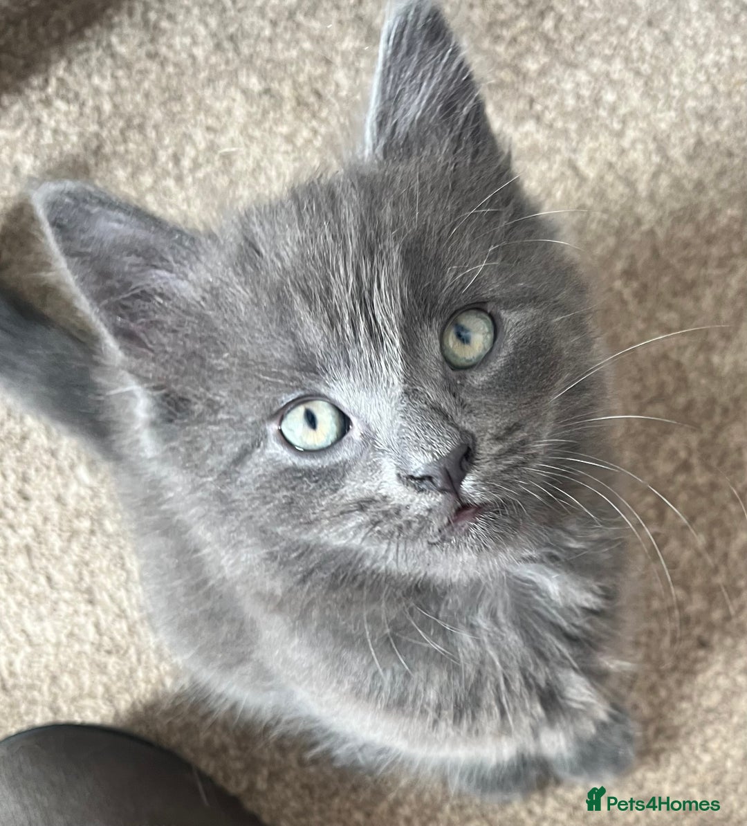 Mixed Breed cats for sale: 2 male kittens for sale - Image 1