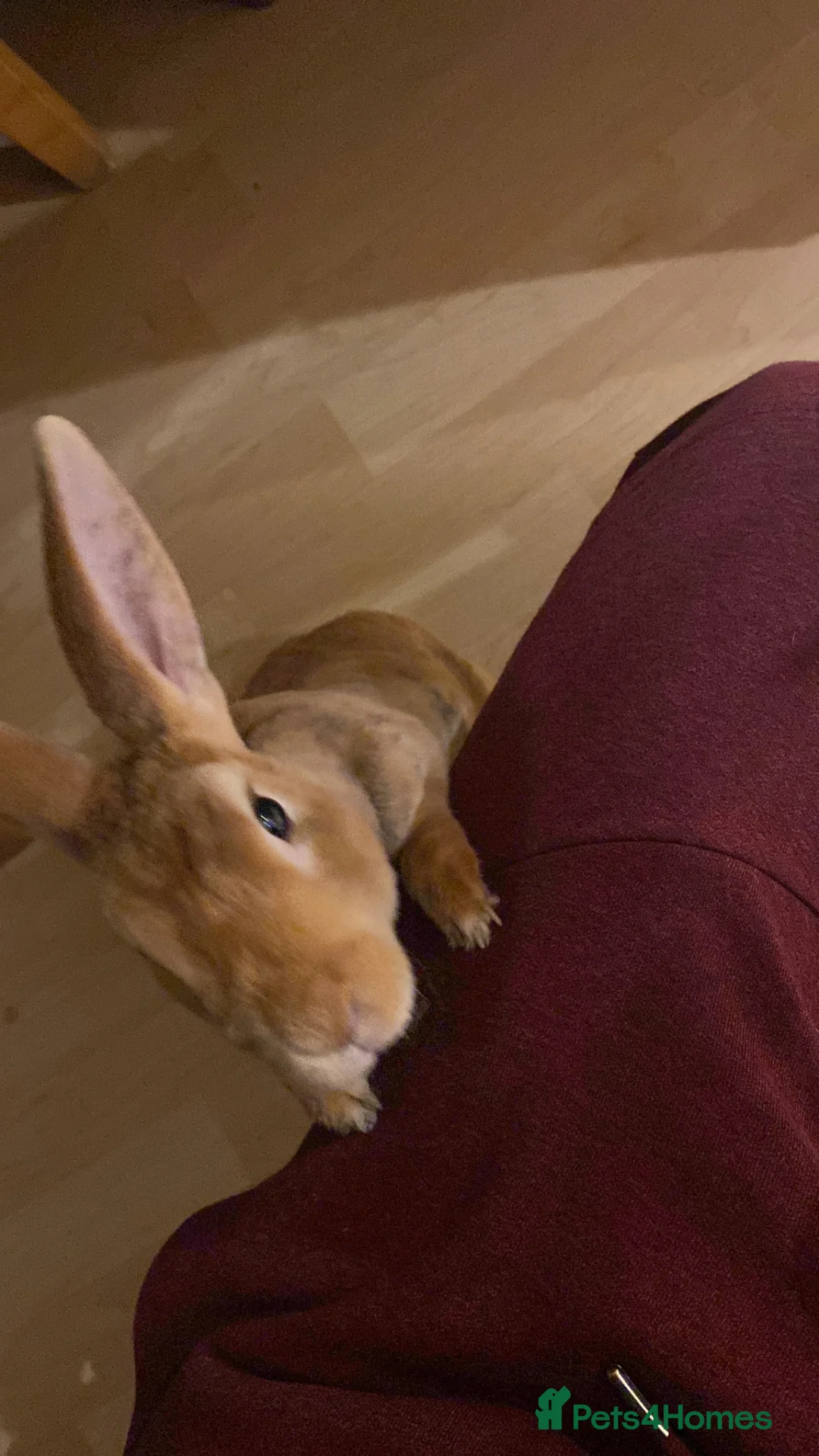 Rex rabbits for sale: Rex Rabbit in London - Advert 1