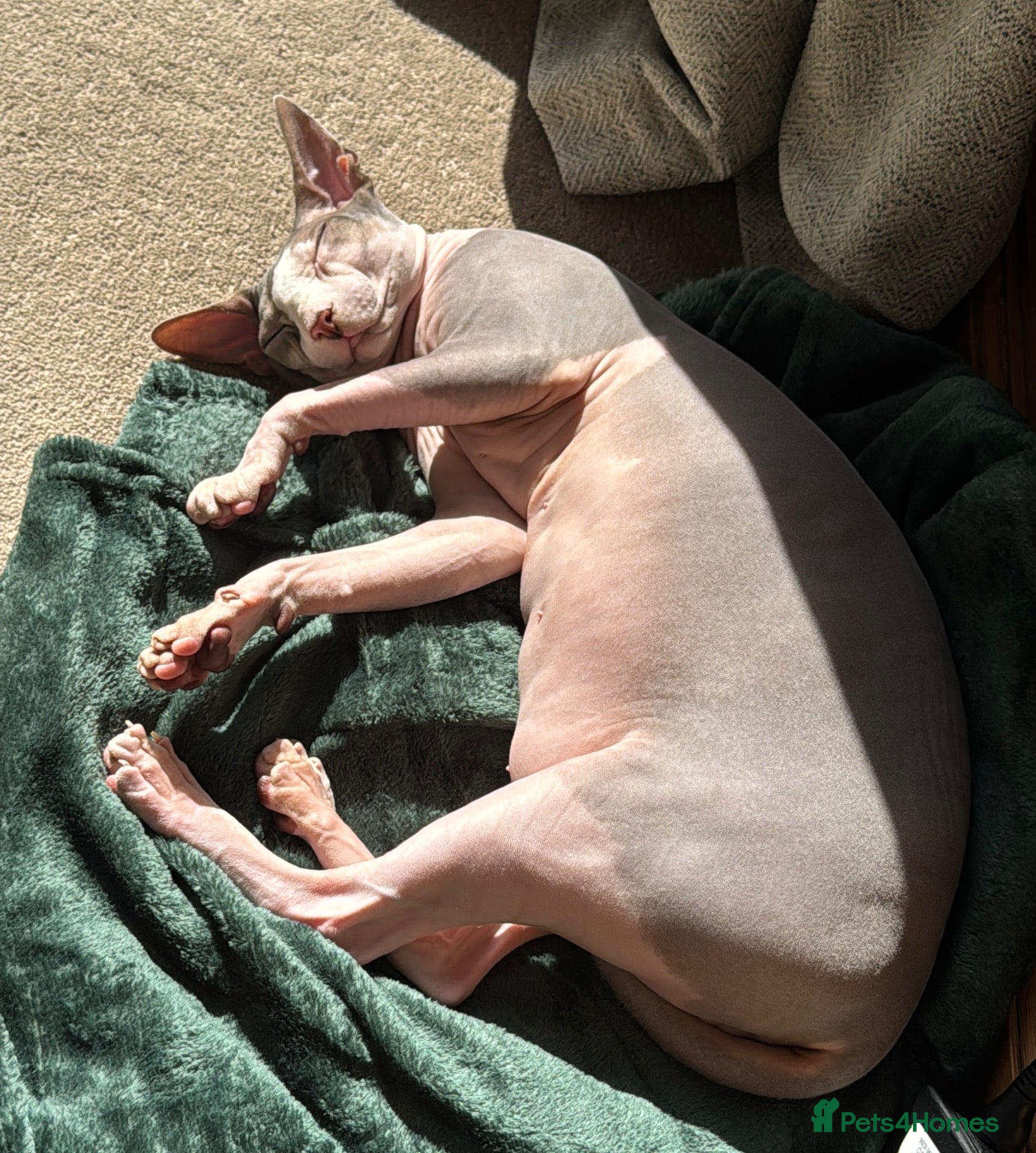 Sphynx cats Male Sphynx cat 7 years old - Advert 1