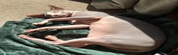Sphynx cats for sale: Male Sphynx cat 7 years old in Winchester - Advert 1