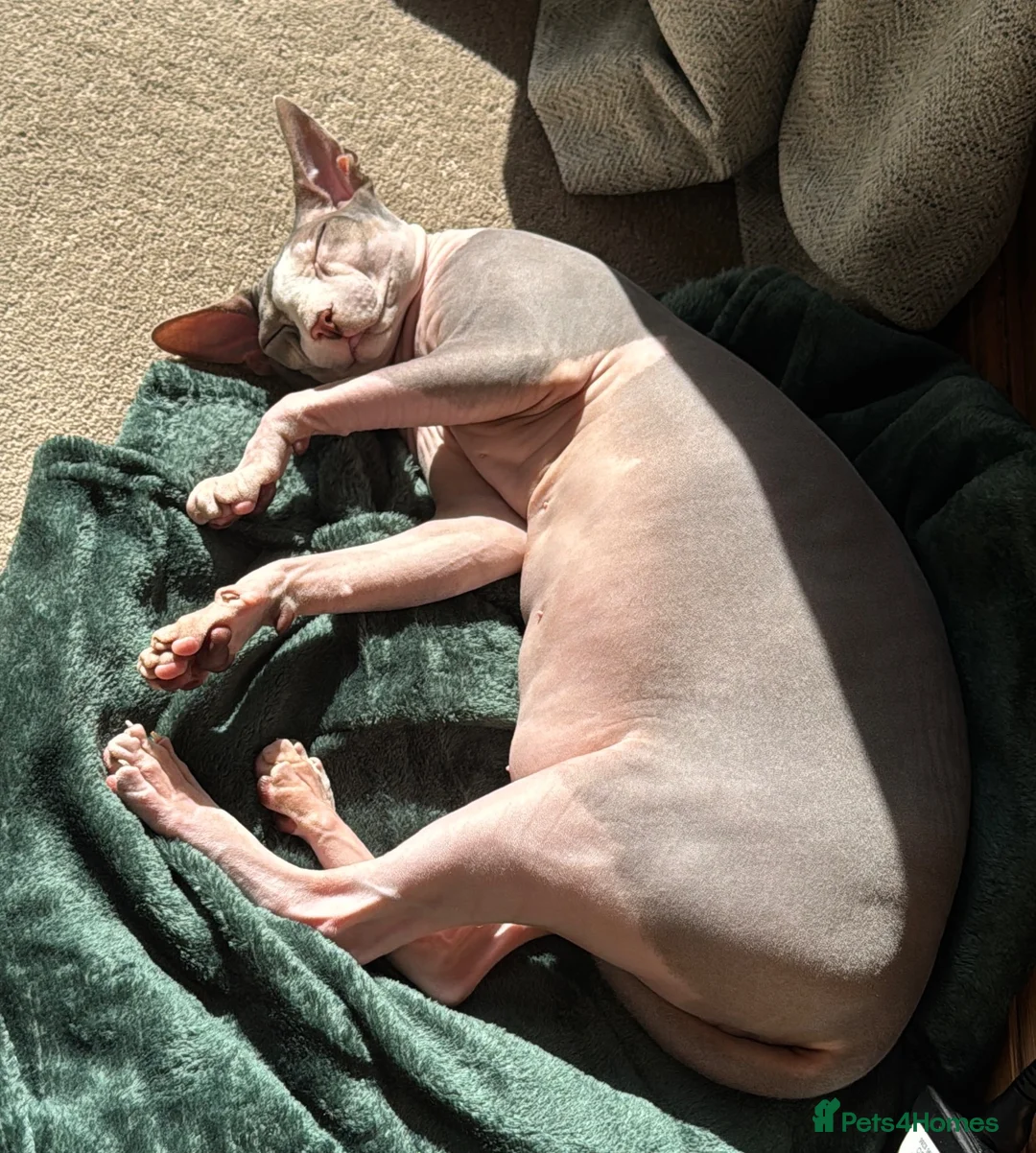 Sphynx cats for sale: Male Sphynx cat 7 years old in Winchester - Advert 1