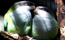 Conures birds for sale: Pet/Breeding Pair Sierra Parakeet - Advert 1
