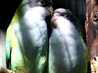 Conures birds for sale: Pet/Breeding Pair Sierra Parakeet - Advert 1
