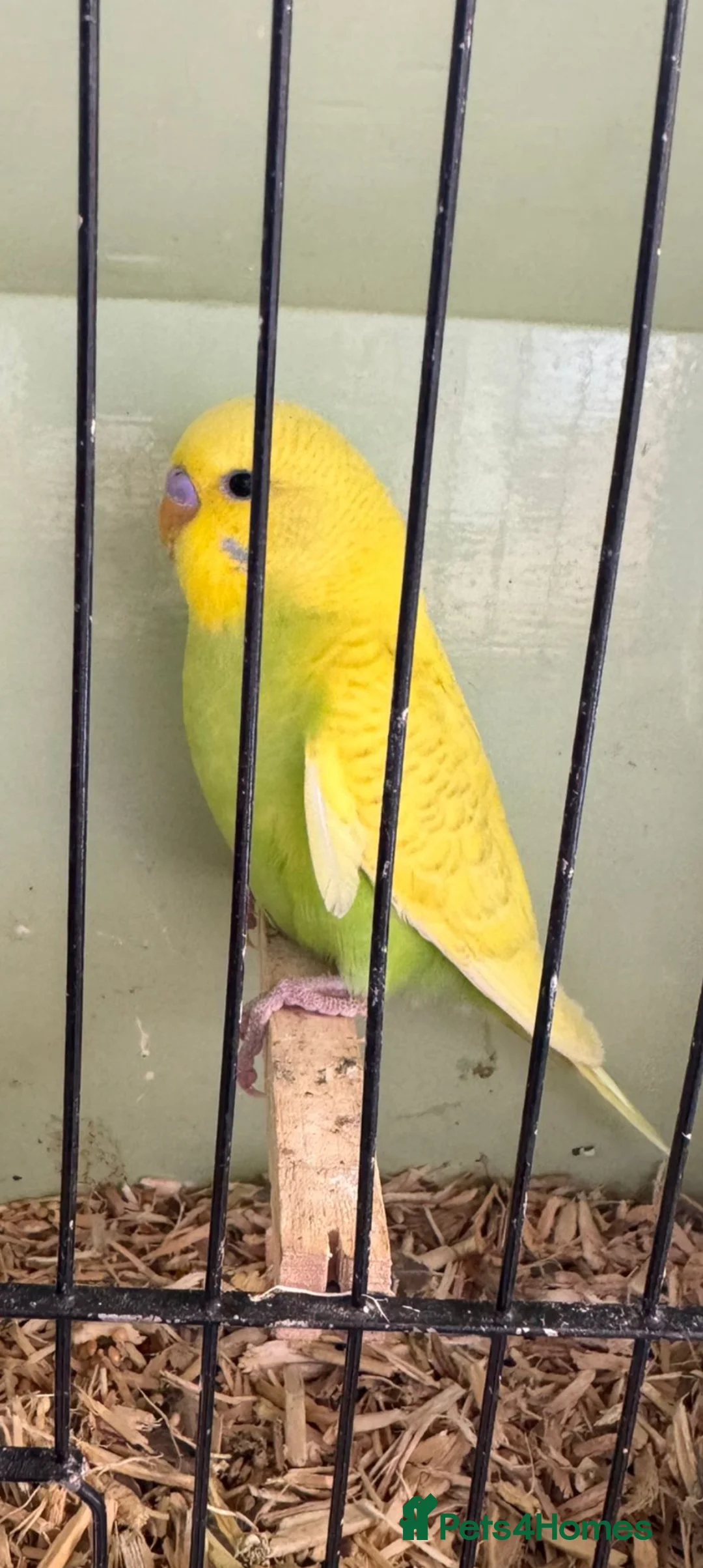 Budgerigars birds for sale: Baby budgie in Saint Helens - Advert 2