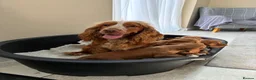 Cocker Spaniel dogs for sale: Stunning KC cocker spaniels  in Doncaster - Advert 7