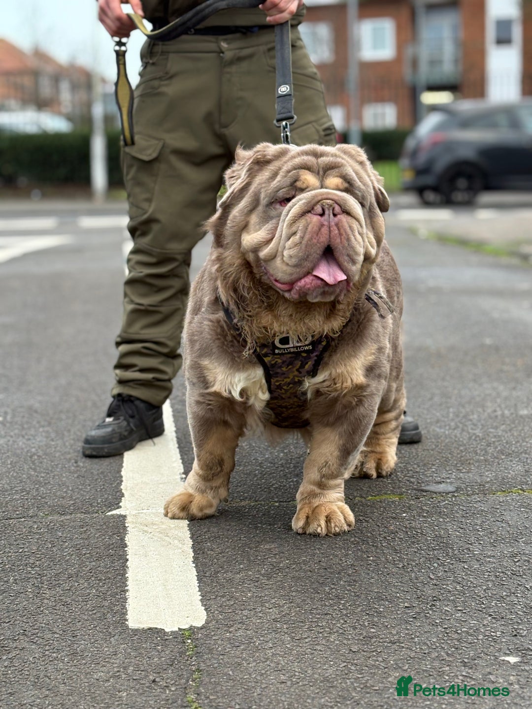 Old Tyme Bulldog dogs for stud: Olde Tyme Bulldog For Stud  - Advert 3