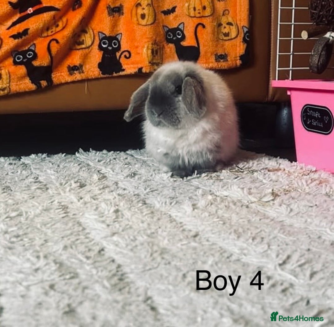 Mini Lop rabbits for sale: 4 mini lops looking for a home  - Advert 4