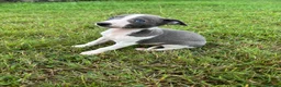 Whippet dogs for sale: Beautiful kc registered puppies - Advert 2