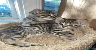 Mixed Breed cats - Advert 15