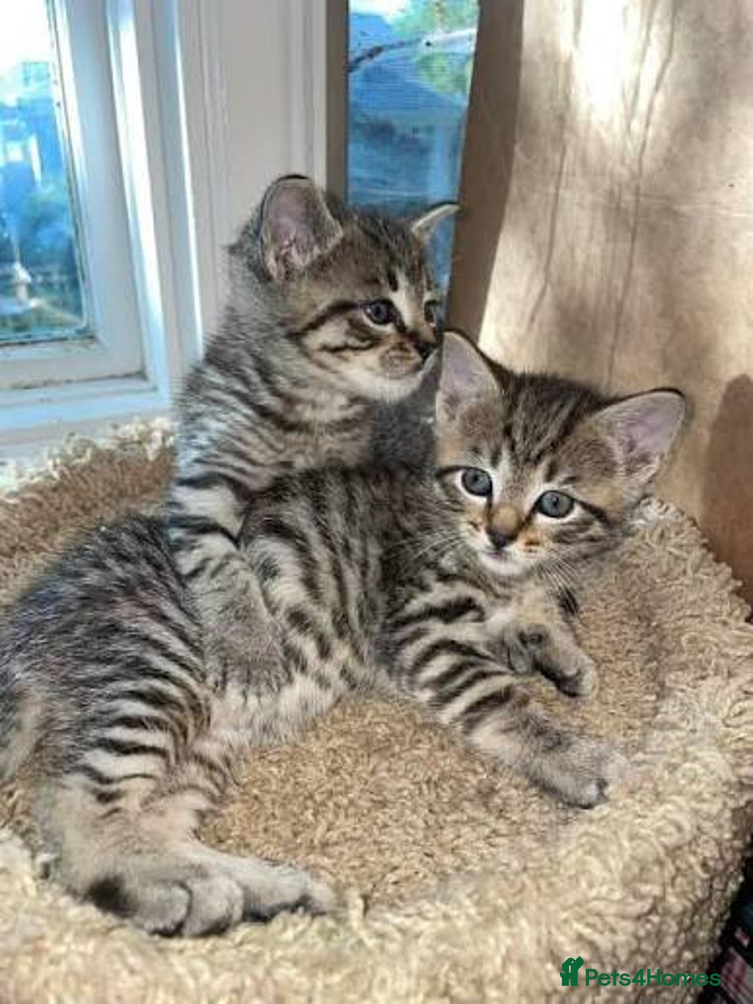 Mixed Breed cats for sale: Tabby kittens - Image 2
