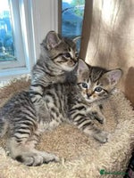 Mixed Breed cats - Advert 13