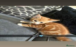 Domestic Shorthair cats for sale: Kittens for sale  - Image 4