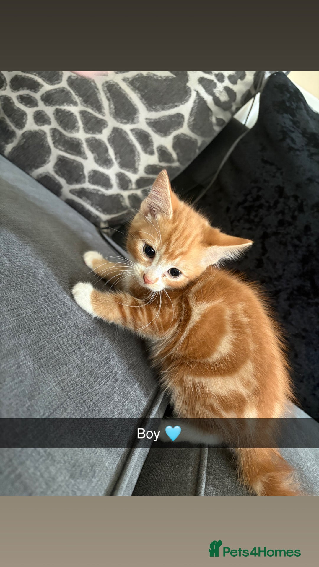 Domestic Shorthair cats for sale: Kittens for sale  - Image 4