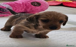 Miniature Dachshund dogs for sale: Mini wire haired dachsunds - Image 3