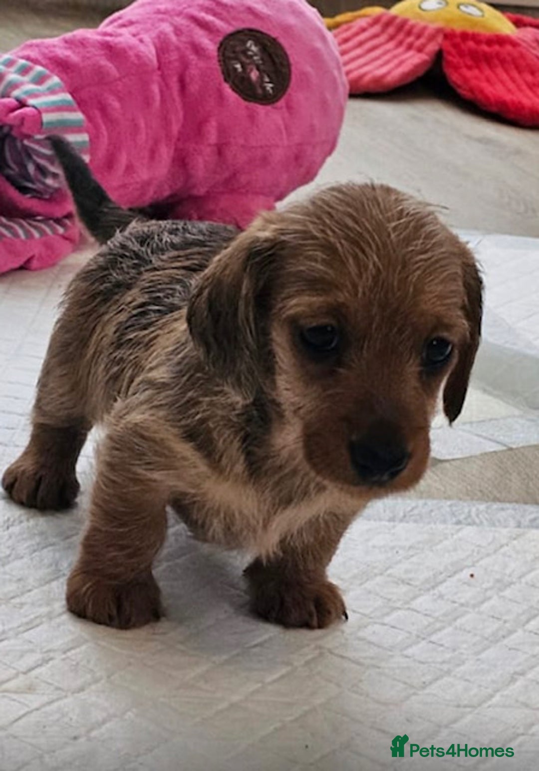 Miniature Dachshund dogs for sale: Mini wire haired dachsunds - Image 3