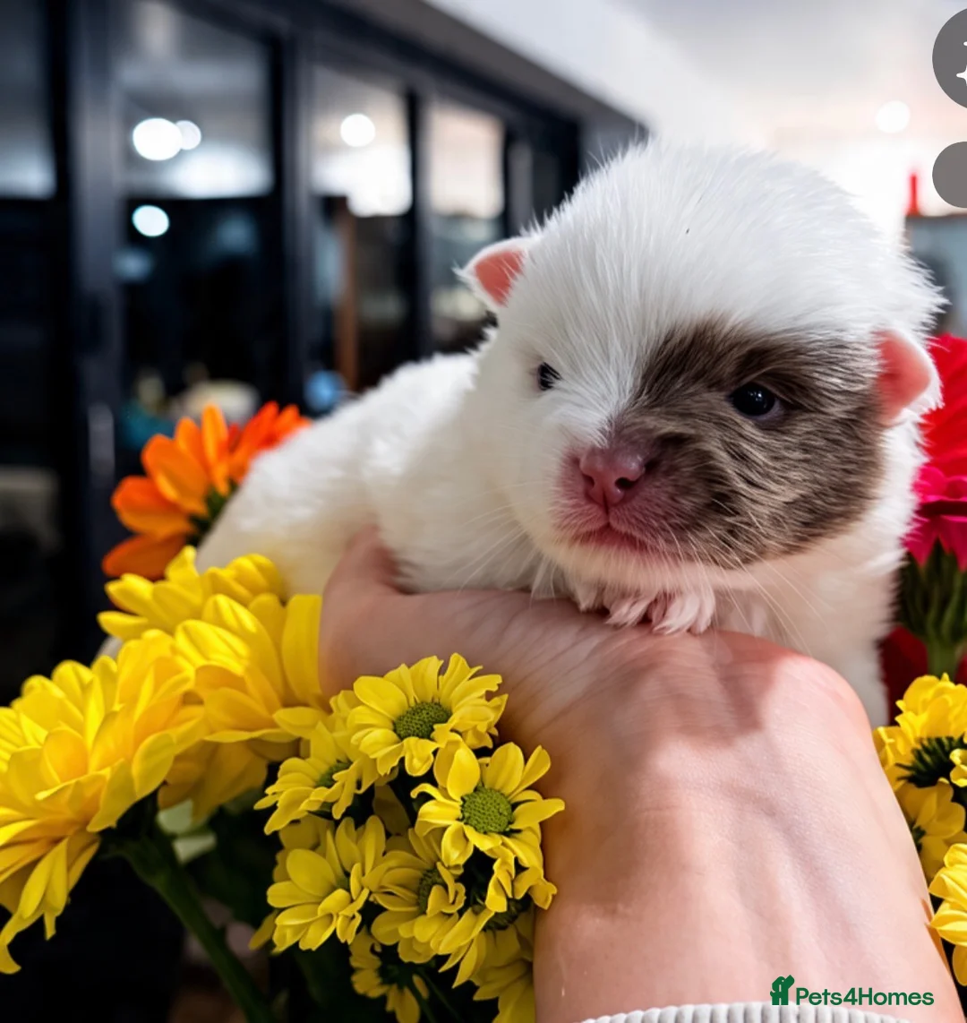 Pomeranian dogs for sale: Lilac parti pom poms  - Advert 1