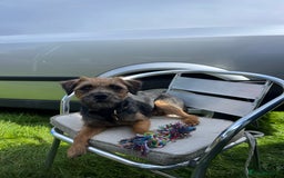 Border Terrier dogs for sale: Border Terrier Puppies - Image 4