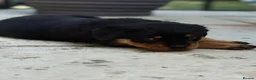Rottweiler dogs for sale: ⭐️4 Rottweiler Boys For Sale ⭐️ - Advert 16
