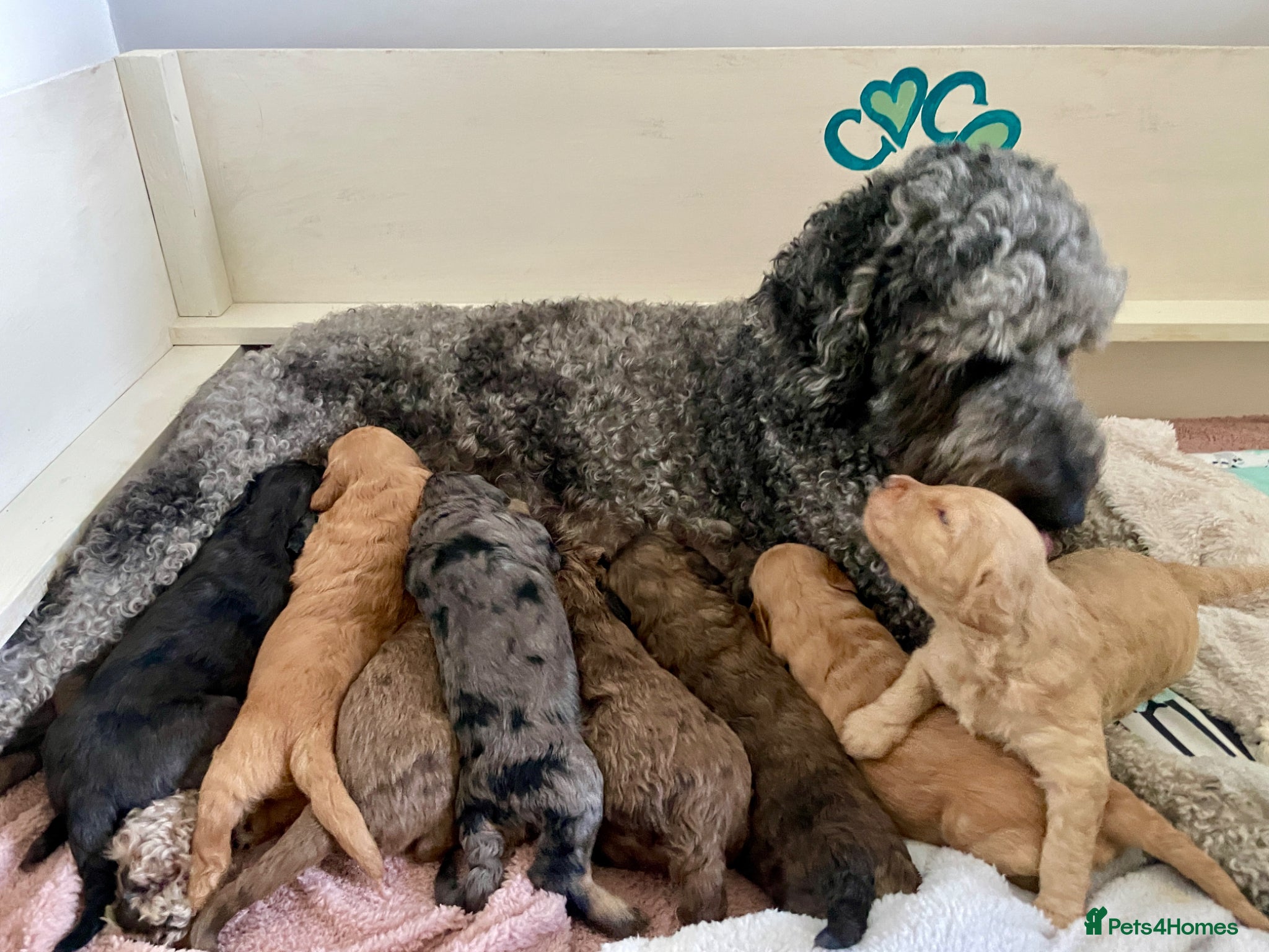 Double Doodle dogs Supreme Double Doodles - striking colours and coat - Advert 2