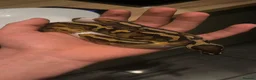 Boa Snake reptiles for sale: banana pied ball python  in Trowbridge - Advert 2