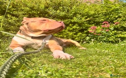American Bulldog dogs for sale: Wotless in Sutton - Image 2