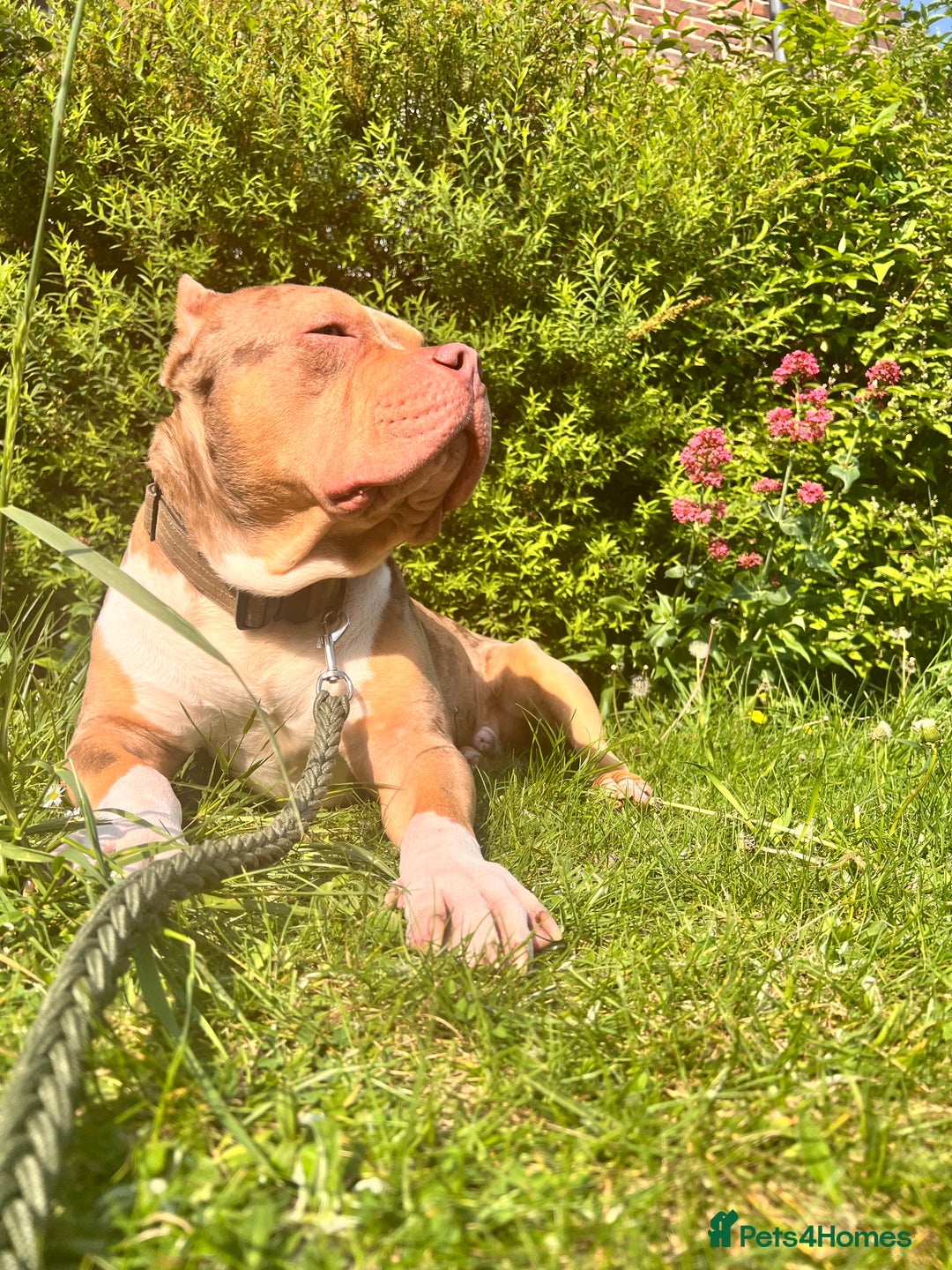 American Bulldog dogs for sale: Wotless in Sutton - Image 2
