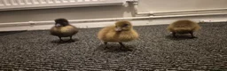 Ducks poultry for sale: 4 ducklings available  - Advert 6
