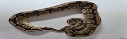 Snake reptiles for sale: Ball pythons  - Advert 15