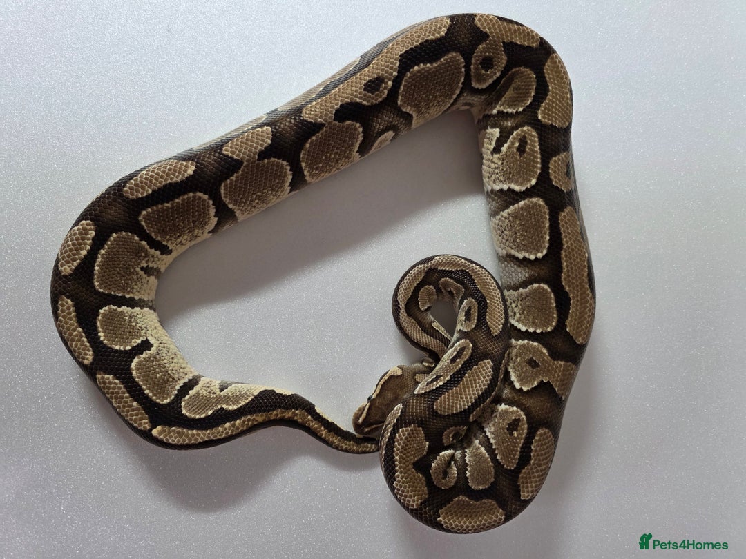 Snake reptiles for sale: Ball pythons  - Advert 15