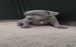 Staffordshire Bull Terrier dogs for sale: Staffordshire Bull Terrier Puppies- Ready Soon! - Image 9