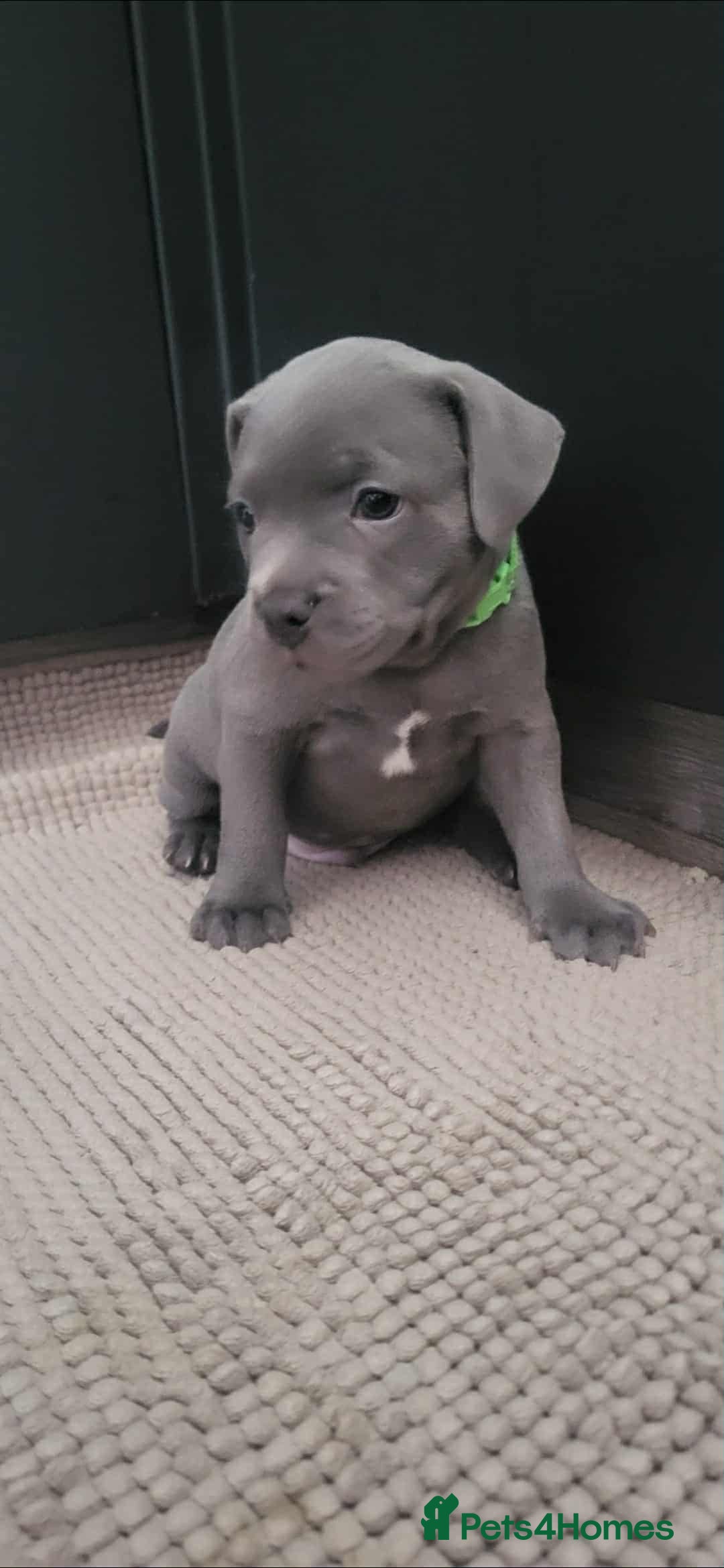 Staffordshire Bull Terrier dogs for sale: Staffordshire Bull Terrier Puppies- Ready Soon! - Image 9